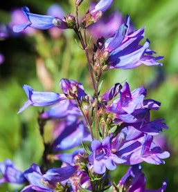 penstemon margarita bop california native