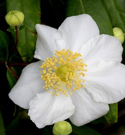 Carpenteria californica bush anemone california natives