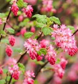 spring showers ribes california natives