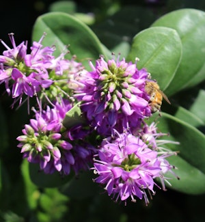 coyote mint monardella villosa