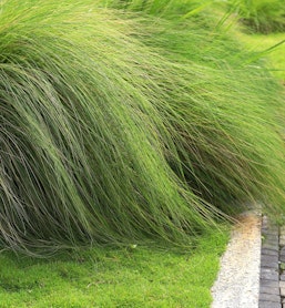 deer grass muhlenbergia rigens california native