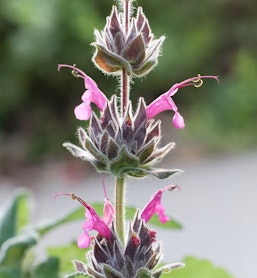 hummingbird sage salvia spathacea california native