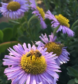 seaside daisy erigeron wayne roderickb purple flowers with a bee on top