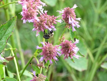 hummingbird mint low-water or water-wise perennial