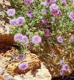 coyote mint monardella villosa california native