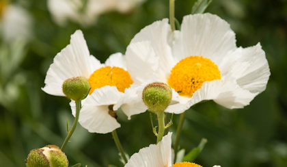 Romneya matilija poppies california native