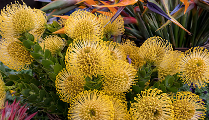 water-wise drought tolerant pincushion
