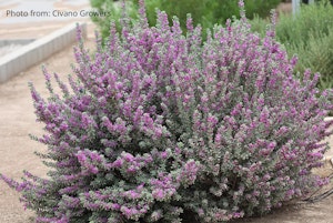 San Antonio Rose Texas Ranger (Leucophyllum frutescens 'San Antonio Rose' )