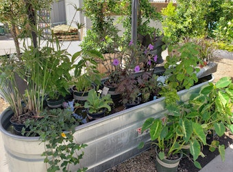 A variety of marginal aquatic/water plants at SummerWinds Nursery.