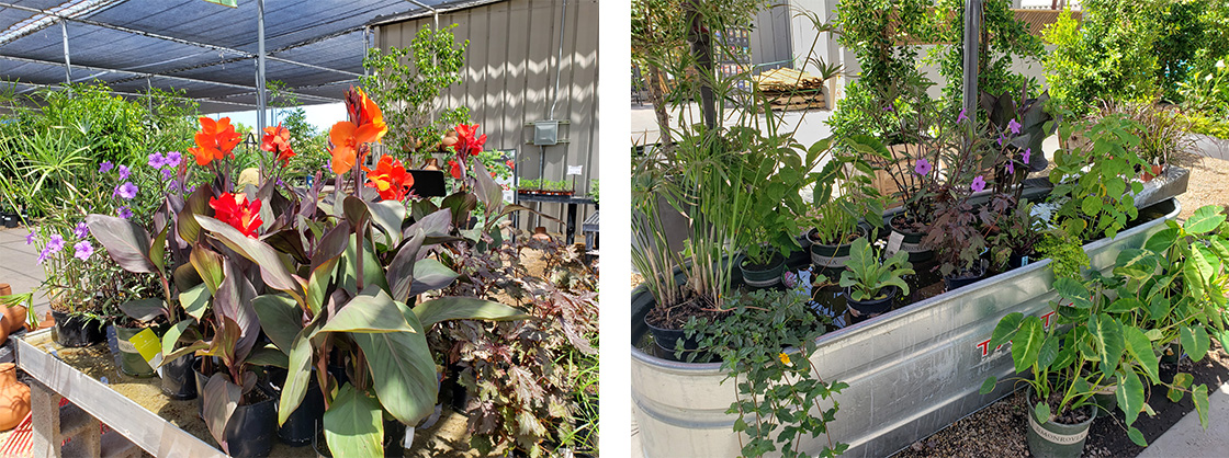 A variety of marginal aquatic/water plants at SummerWinds Nursery.