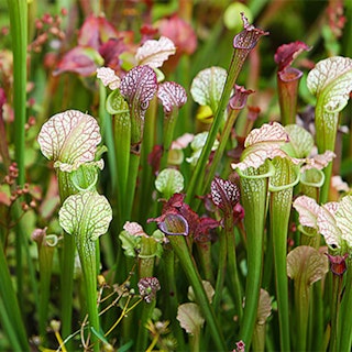 white and red pitcher plants.