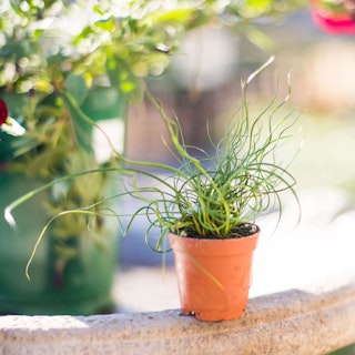 Corkscrew juncus plant.