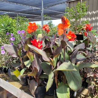 Bright red canna lilies.