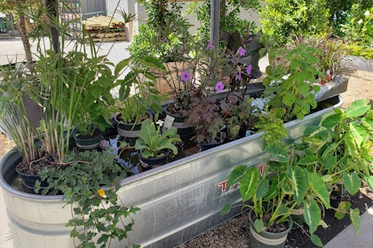 A varitey of marginal aquatic plants in a metal tub at SummerWinds Nursery.