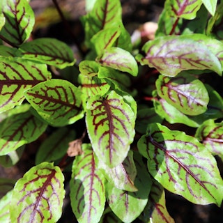 Closeup of red veined sorrel plant.