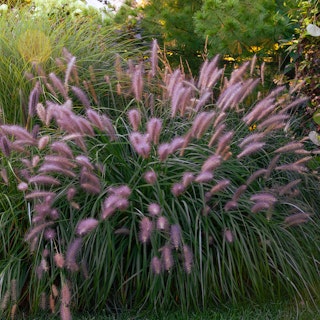 Red Fountain Grass (Pennisetum setaceum 'rubrum' ) growing in a garden.