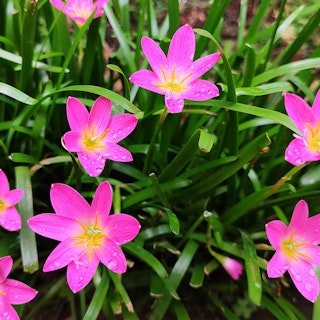 Bright pink rain lilies.