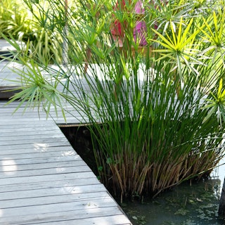 Papyrus growing in a pond near a raised wooden walkway.