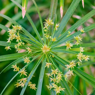 Small yellow blooms on an umbrella plant.