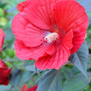 Close up of a brilliant red hibiscus moscheutos bloom.