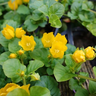Yellow blooms of creeping jenny plant.