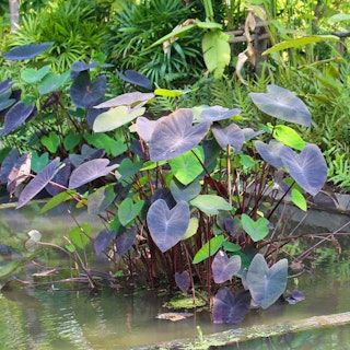 Colocasia - aka Elephant Ears - growing in a pond.