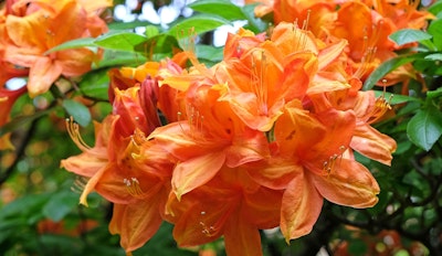 orange azalea shrub hybrid