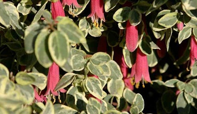 correa pulchella wyns wonder shrub low growing shrub