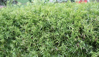 podocarpus gracillior privacy shrub