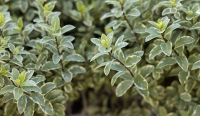 pittosporum tenuifolium margorie channon privacy shrub