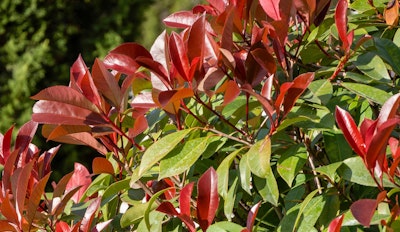 photinia fraseri privacy shrub