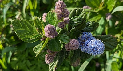 ceanothus yankee point low growing shrub