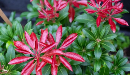 pieris japonica low growing shrub