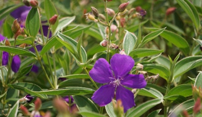 tibouchina urvilleana flowering shrub
