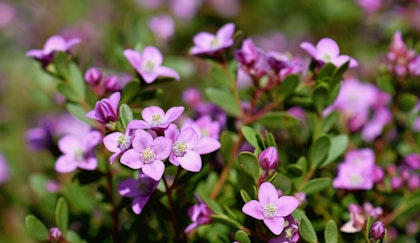 boronia crenulata flowering shrub