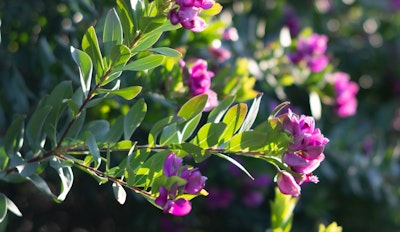 polygala petite butterflies flowering shrub