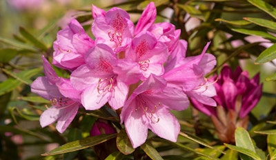 pink rhododendron hybrid flowering shrub