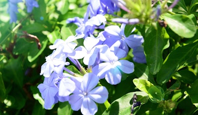 plumbago imperial blue flowering shrub