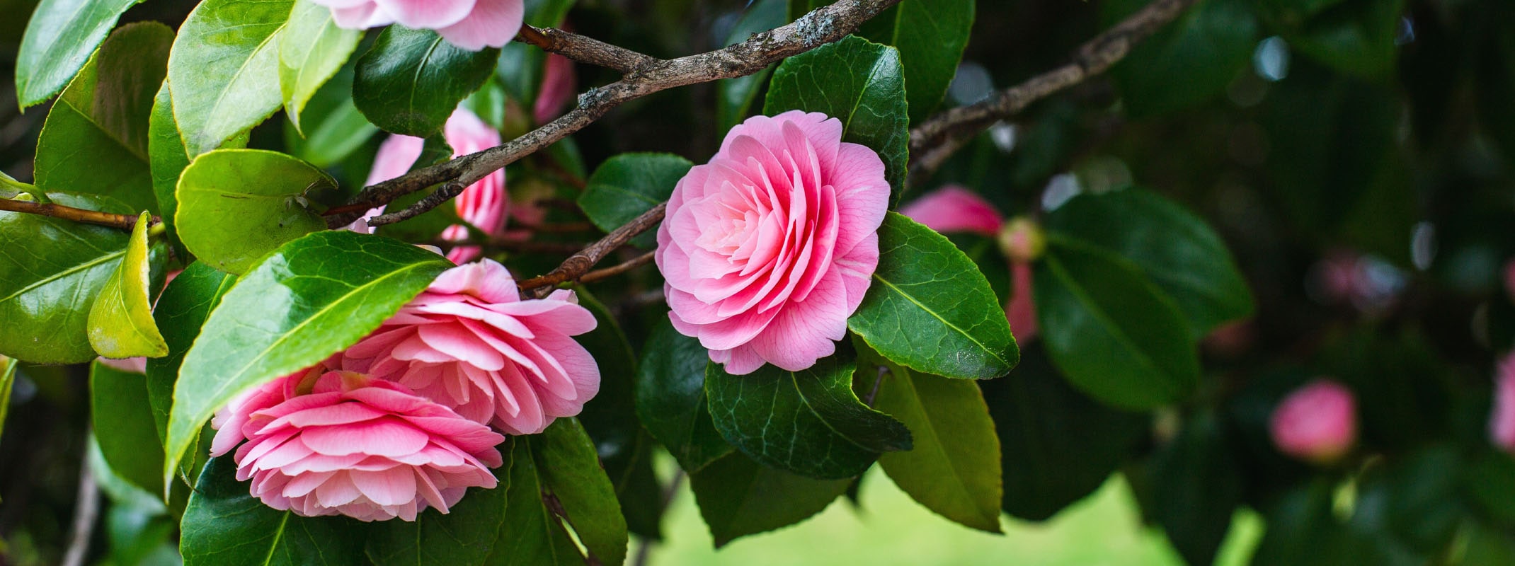 camellias japonica privacy shrubs