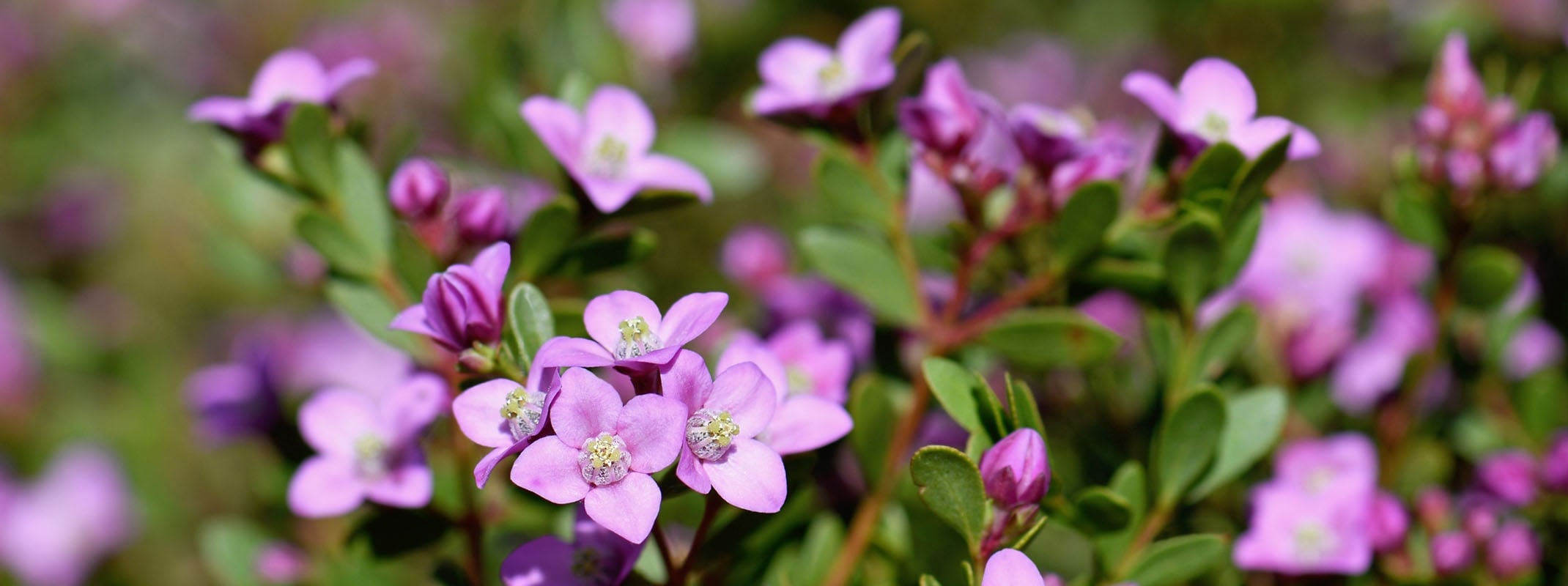 boronia crenulata flowering shrub