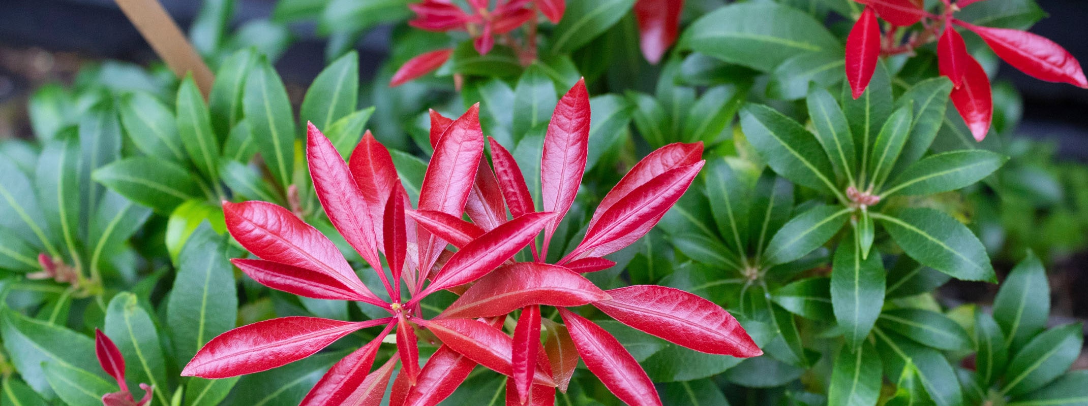 pieris japonica low growing shrub