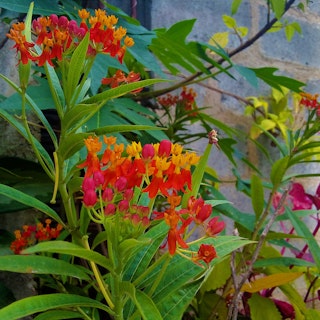 Bright red, orange and yellow tropical milkweed blooms.
