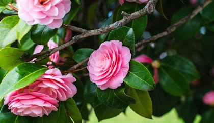 camellias japonica privacy shrubs