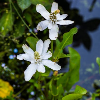 Yerba Mansa marginal water plant.