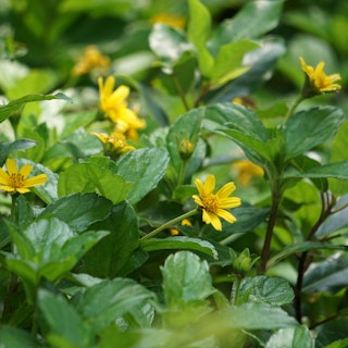 Close up of yellow wedelia blooms and leaves.