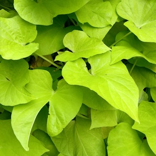 Close up of bright green ipomoea potato vine leaves.