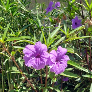 Ruellia with its bright purple blooms.