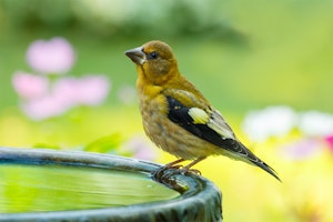 Grosbeak bird in birdbath in garden. Grosbeak bird in birdbath in garden.