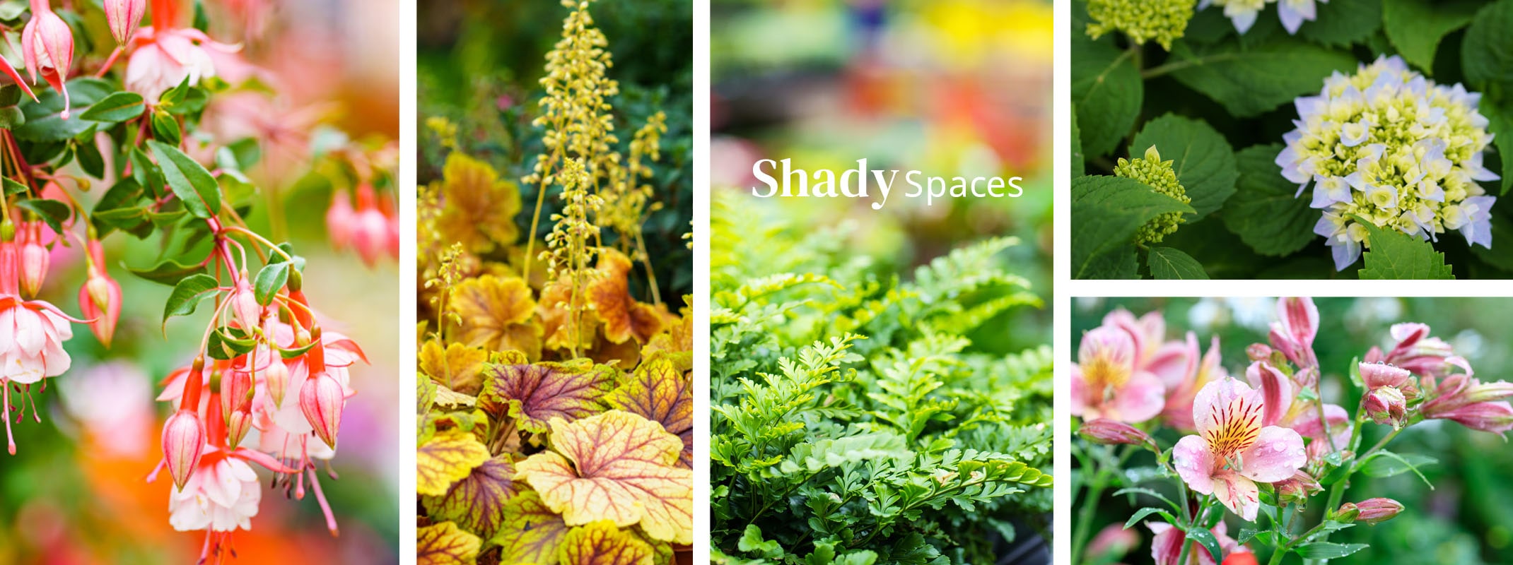assorted plants that do well in shady areas of the garden with text on image that says shady spaces