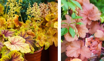 heuchera or coral bells assorted colors